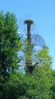 Очаровательные Аисты Снесли Три Яйца в Казанской Арчаде